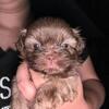 Small dogs