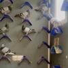 Homing pigeons 