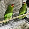 Red Lored Amazon Pair