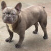 LILAC TRINDLE FRENCH BULLDOG