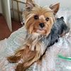 AKC Yorkie:  NOT FOR SALE: Stud Service ONLY