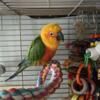 Jenday conure very sweet