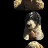 bernadoodle