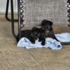 2 female black pug puppies