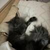 Pure bred Maine Coon kittens 8104797124