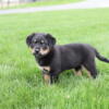 Rottweiler mix puppy for sale