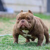 1st pick males available