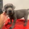 11 week old Cane Corso Puppies