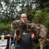 Beautiful Maine Coon kittens