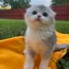 Silver Scottish Fold Kitten