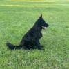 German shepherd puppies