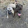 Apbt x Bull Terrier Cross