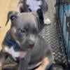 TWO BOYS FOR SALE AMERICAN BULLIES