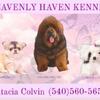 Chinese Crested Puppies Chihuahua Puppies & Tibetan Mastiff Puppies Available