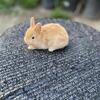 Netherland dwarf bunnies for sale