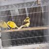 Spanish yellow canaries