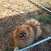 Pomeranian  female she is  fixed