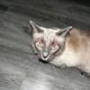 Purebred blue point Siamese cat