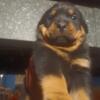 Huge German Rottweiler Puppies