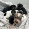 Beautiful Schnauzers for sale