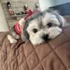 Tiny female Maltese / Shih tzu female