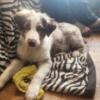 Australian Shepherd pups for sale