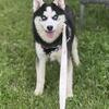 Pomsky Puppies for Adoption