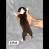 Decker Rat Terrier Puppies