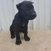 ICCF Cane Corso Puppy