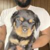 Rottweiler Puppies Ready 12/25/23