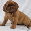 Dogue De Bordeaux aka French Mastiff puppies, licensed kennel, open to public