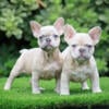 French bulldog puppys