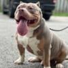 American Bully 