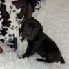 Male and Female Cane Corso Puppies