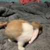 2 bonded sister rabbits 