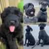 Giant Schnauzer Puppies and Stud Available