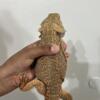 Bearded dragon for sale.