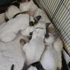Siamese Kittens in Bedford, OH