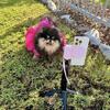 Teddy Bear Pomeranian Puppies