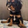 Cavalier King Charles Puppies AKC