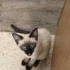 siamese kittens seal point and blue points