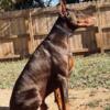 AKC European Doberman Pinschers