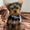 Make Yorkie super small  Yorkie