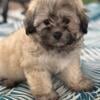 8 week old female sable Shih Tsu puppy