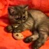 CFA Registered Exotic Shorthair Persian Female Kitten