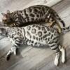 SBT Bengal kittens! Glitter coats, Silvers and silver charcoals
