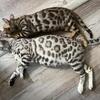 SBT Bengal kittens! Glitter coats, Silvers, charcoal, browns, snows and blues