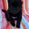 Chow Chow Black Female Puppy