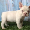 Exotic French Bulldog puppy (New Shade Platinum)