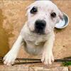 Rottweiler mixed pit bull